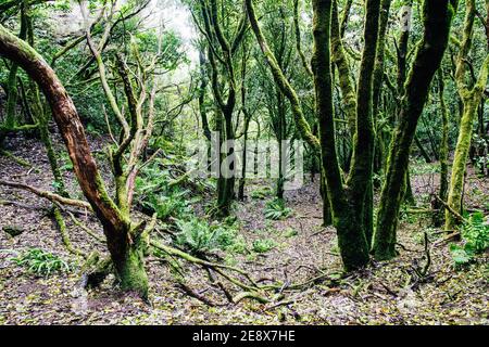 Schöne viAnaga Rural Park auf Teneriffa Insel, Spanien Stockfoto
