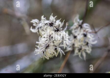 Clematis vitalba Fruit (auch bekannt als alter Mann Bart und Reisefreude). Nahaufnahme. Stockfoto