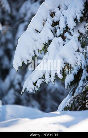 Schneebedeckte Fichtenzweige (Picea abies). Selektiver Fokus und geringe Schärfentiefe. Stockfoto