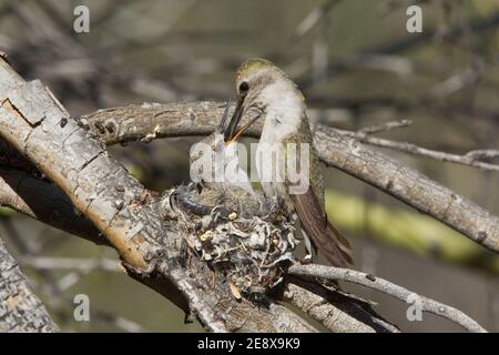 Costas Kolibri-Nest #1 Weibchen, die Nestling, Calypte costae, füttern. Stockfoto