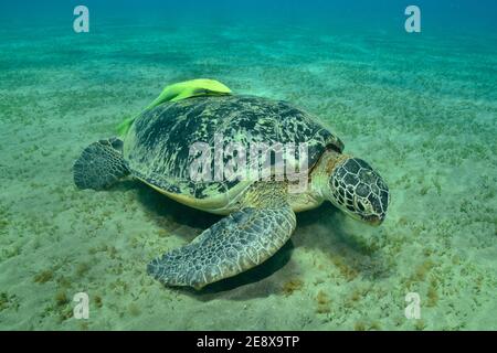 Chelonia mydas, Grüne Meeresschildkröte, grüne Meeresschildkröte, Echeneis naucrates, Saugerfische, Gestreifter Schiffshalter, Stockfoto