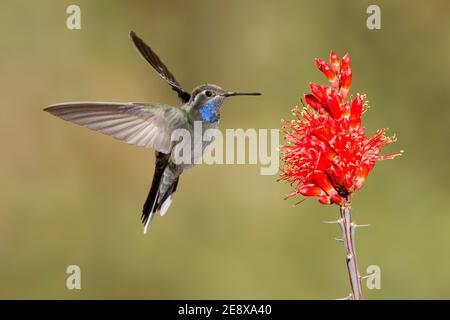 Blaukehliger Kolibri-Männchen, Lampornis clemenciae, Fütterung an der Ocotillo-Blüte, Fouquieria splendens. Stockfoto