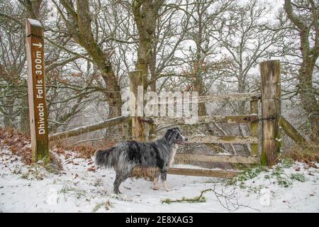 Das Tor führt hinunter zu den Dhivach Falls mit Roki der Border Collie warten erwartungsvoll auf seine Abenteuer weiter! Stockfoto