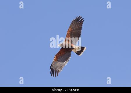 Harris's Hawk, Parabuteo unicinctus, im Flug. Stockfoto