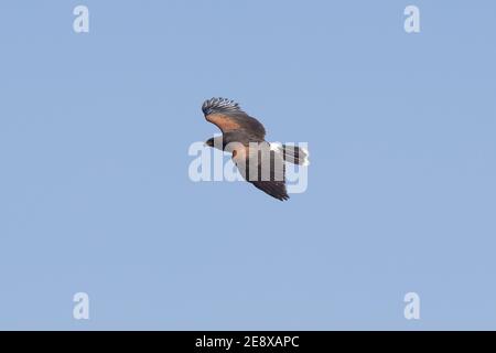 Harris's Hawk, Parabuteo unicinctus, im Flug. Stockfoto