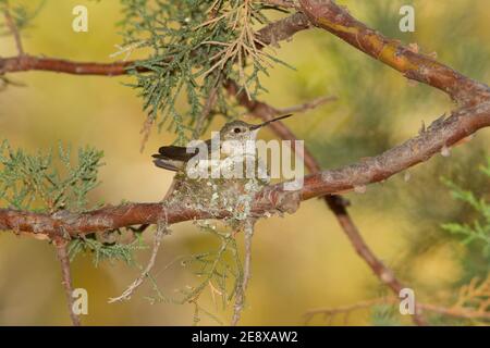 Dickschwanzhummingvogel Weibchen, Selasphorus platycercus, auf Nest im Alligator Wacholder, Juniperus deppeana. Stockfoto