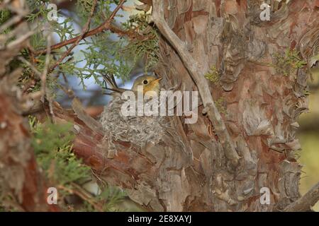 Buffbreasted Flycatcher, Empidonax fulvifrons, Bau Nest in Alligator Wacholder, Juniperus deppeana. Stockfoto