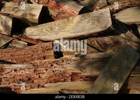 Stapel mit alten Holzbalken, die langsam verschlechtern. Brauner Hintergrund. Verwittertes Holz Stockfoto