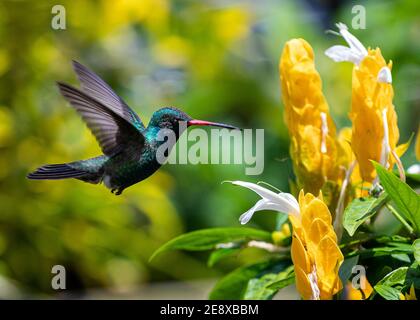 Ein männlicher Breitschnabel-Kolibri ernährt sich von einer goldenen Garnelenpflanze (Pachystachys lutea) in Morelia, Michoacan, Mexiko. Stockfoto