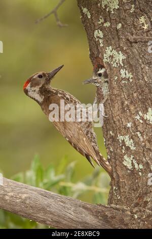 Arizona Specht Männchen Fütterung Nestling, Picoides arizonae, in Eiche. Stockfoto