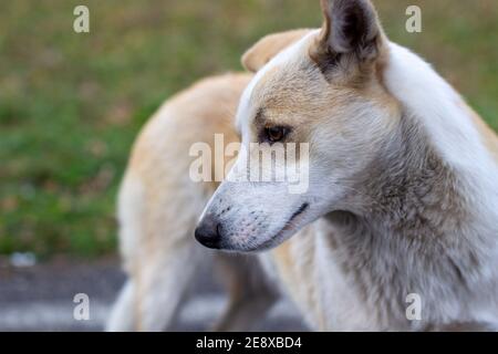 Ein streunender verlassene Hund mit sehr traurigen und intelligenten Augen. Der Hund rennt neben den Leuten um den Park. Stockfoto