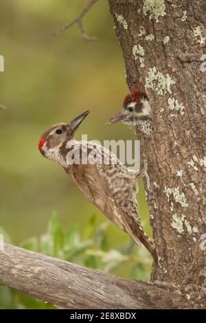 Arizona Specht Männchen Fütterung Nestling, Picoides arizonae, in Eiche. Stockfoto