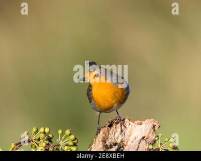 Robin auf Nahrungssuche an einem kalten Wintertag in Mitte Wales Stockfoto