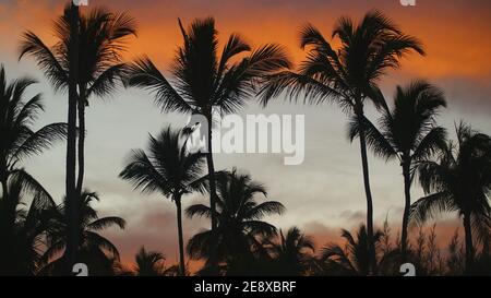 Silhouetten von Kokospalmen vor dem farbenfrohen Sonnenuntergang in tropischer Nacht. Dramatischer rot-orangefarbener Himmel durch verschwommene Silhouetten von Palmen Stockfoto
