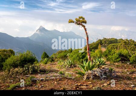 Eine Jahrhundertpflanze (Agave americana) auf einem Hügel in den Sierra Gorda Bergen von Queretaro, Mexiko. Stockfoto