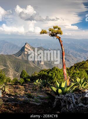 Eine Jahrhundertpflanze (Agave americana) auf einem Hügel in den Sierra Gorda Bergen von Queretaro, Mexiko. Stockfoto