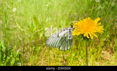 Ein weißer blauer Schmetterling sitzt auf einer blühenden gelben Löwenzahn Feldblume auf einer grünen Lichtung mit Wiesengras, das in Sonnenlicht getränkt ist. Nahaufnahme auf der rechten Seite. Frühling Sommer. Stockfoto