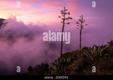 Agave americana (Jahrhundertbaum) Kaktus bei Sonnenaufgang in den Sierra Gorda Bergen von Queretaro, Mexiko. Stockfoto