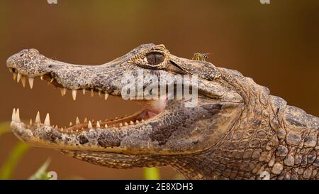 Kopf von Yacare caiman mit offenem Mund und sichtbaren Zähnen, Pantanal, Brasilien Stockfoto