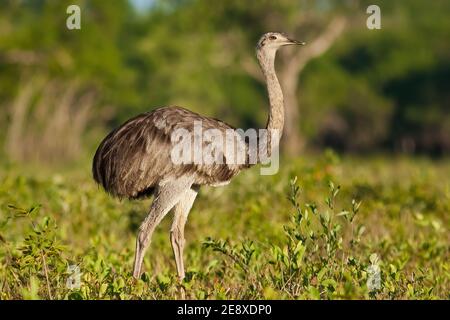 Greater rhea Spaziergang durch Savanne von der Seite aus in Pantanal, Brasilien. Stockfoto