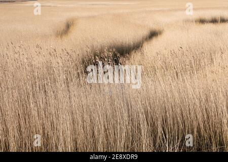 Newshot Island Marshlands, Renfrewshire Stockfoto