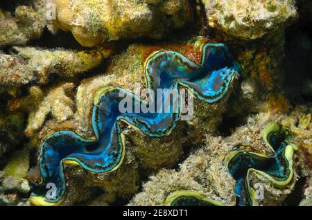 Tridacna maxima, blue maxima clam, Gemeine Riesenmuschel, Grabeende Riesenmuschel, Utopia Beach, Red Sea, Egypt, Rotes Meer, Ägypten Stockfoto