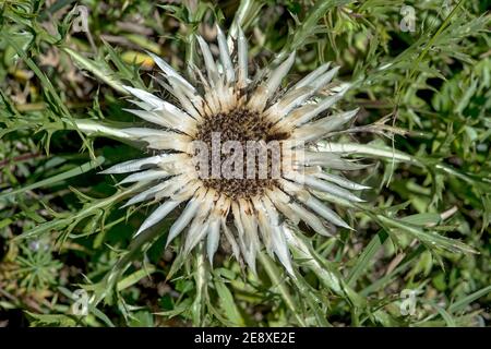 Silberdistel (Carlina acaulis), Ovronnaz, Wallis, Schweiz Stockfoto