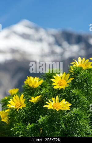 Fasanenauge (Adonis vernalis). Wallis, Schweiz Stockfoto