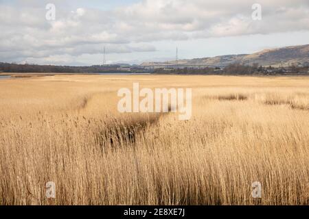 Newshot Island Marshlands, Renfrewshire Stockfoto