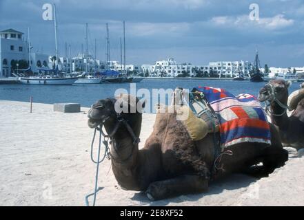 1988 Tunesien - Port el Kantaoui Port El Kantaoui ist ein touristischer Komplex 10 Kilometer nördlich von Sousse Stadt im Zentrum von Tunesien. Es wurde 1979 speziell als touristisches Zentrum gebaut, rund um einen großen künstlichen Hafen, der Anlegeplatz mit 340 Liegeplätzen für Luxusyachten bietet, Gastgeber für sportliche Aktivitäten vom Wasserski bis zum Gleitschirmfliegen. Kamel wartet auf einen Kamelritt in Port el Kantaoui, Tunesien, Nordafrika Stockfoto