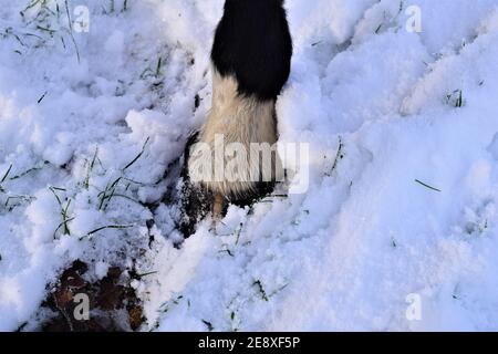 Schwarz-weißer Pferdehuß im Schnee Stockfoto