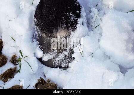Nahaufnahme eines schwarzen Pferdehudes im Schnee Stockfoto