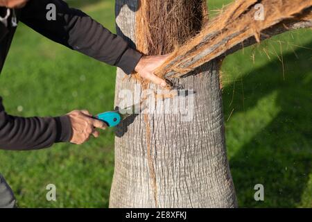 Der Arbeiter schneidet die Rinde mit der Säge von der Palme ab. Stockfoto