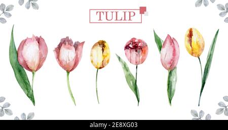 Blossom Tulpen Set . Aquarell Handmalerei isoliert Illustration blau, rot Blumen Stockfoto