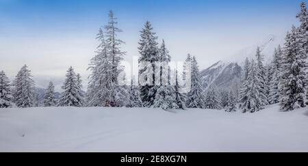 Skitouren in den Bergen und Wald oberhalb von Alvaneu in Die Schweizer Alpen Stockfoto