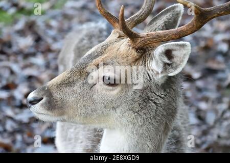 Junge männliche Damhirsche mit Geweih Stockfoto