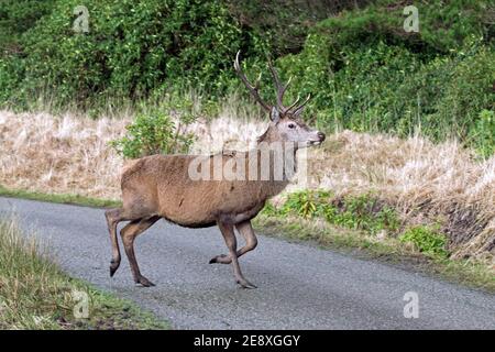 Rotwild (Cervus elaphus) Hirsch Kreuzung Straße in den schottischen Highlands, Schottland, Großbritannien Stockfoto