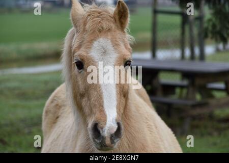 Schönes sandfarbenes Pferd in einem Park neben einem kleinen Fluss Stockfoto