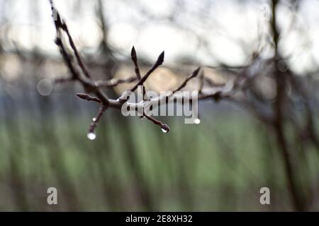 Schöne Wassertröpfchen sitzen auf einem Zweig nach dem Eis Ist geschmolzen Stockfoto