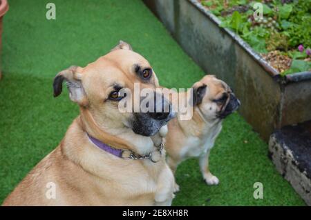 Zwei Hunde im Garten Stockfoto