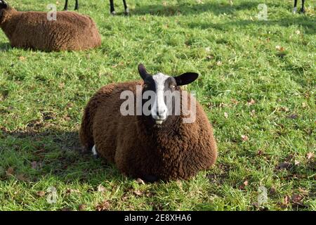 Ein großes, braunes, wolliges Schaf, das sich auf einem Feld entspannt und neugierig auf die Kamera schaut Stockfoto