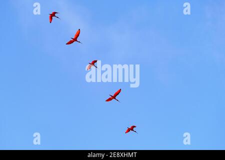 Schar von scharlachroten Ibissen (Eudocimus ruber), die in Formation im Bigi Pan Nature Reserve in Nieuw Nickerie, Suriname / Surinam fliegen Stockfoto