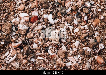 Blick von oben auf Muscheln am Strand Stockfoto