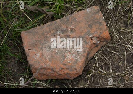 Eindruck eines Tierpfotenabdrucks in einer Fliese aus der Ausgrabung des Bades-Hauses der Uni Reading in der römischen Stadt Calleva Atrebatum (Silchester). Stockfoto