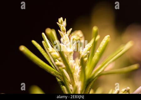 Rosenblattsprossen. Die Knospen der Rosmarinblätter sind klein und oval. Stockfoto