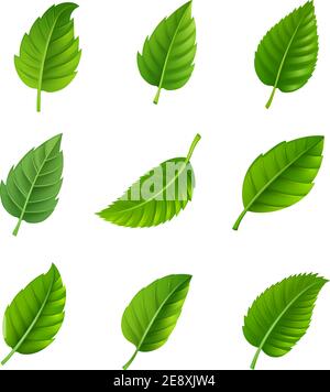 Verschiedene Formen und Formen von grünen Blättern setzen isolierte Vektor Abbildung Stock Vektor