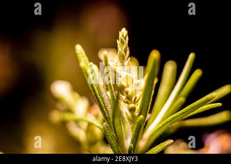 Rosenblattsprossen. Die Knospen der Rosmarinblätter sind klein und oval. Stockfoto