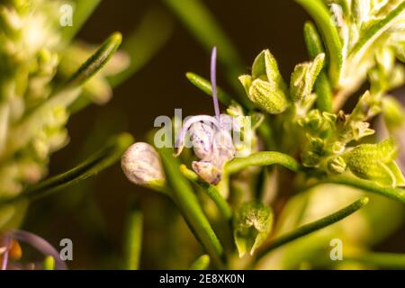 Rosmarinblüten und Knospen. Die Knospen der Rosmarinblätter sind klein und oval. Violette Blüten sind weniger als einen Zentimeter Stockfoto