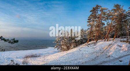 Meer und Nadelwald an der Küste im Winter. Pinien und Tannen bedeckt mit Schnee während sonnigen Wintertag gegen blauen Himmel. Stockfoto