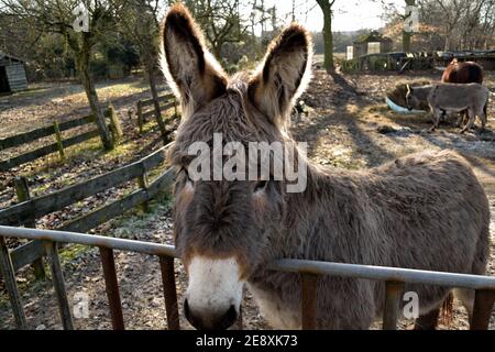 Ein süßer, flauschiger Esel im Hof Paddock in der Nähe von Oss, Niederlande Stockfoto